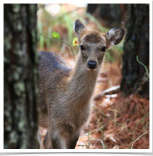 Sika Deer - Curious